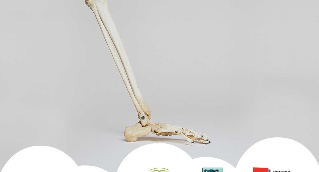 ossa della gamba e piede